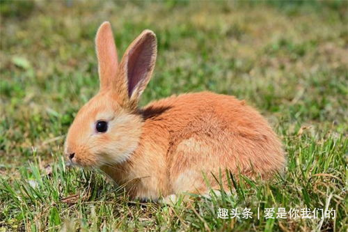 为什么63年属兔女性今天算命总是预示破财运，财运能否改写？