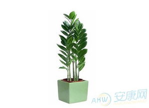 客厅摆放金钱树对风水有好处吗？