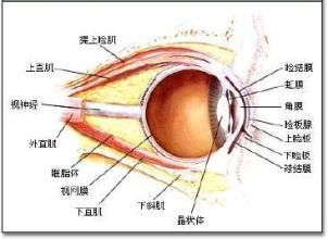 眼皮跳=身体在报警？