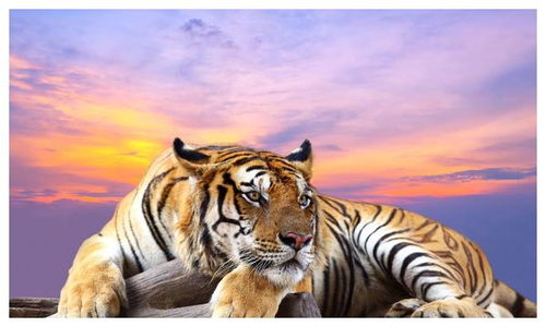 十二生肖属虎的贵人属相是哪个？虎的最佳贵人是谁？