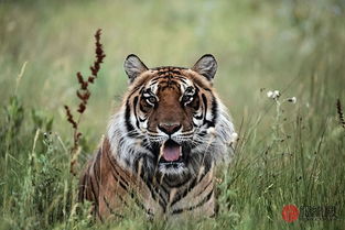 属虎和属龙的人结婚会怎样？婚姻匹配度如何？