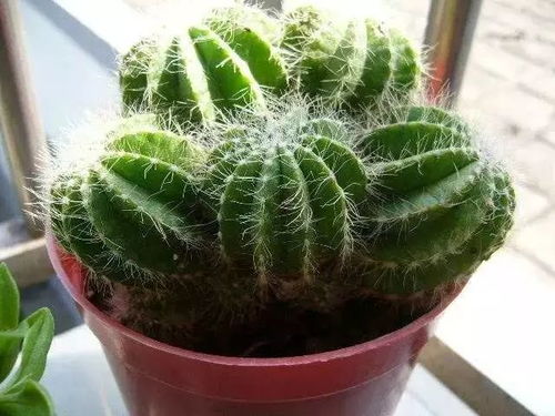 震惊！这些植物能救命