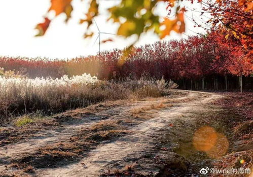 除了这些比较远的地方市区里有没有嫩堪的呢？