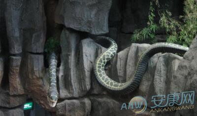 梦见两条大蛇追赶我，这究竟预示着什么不祥的征兆呢？