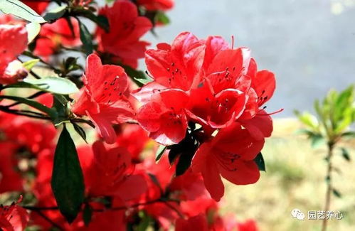 多重寓意：旺财旺人的象征