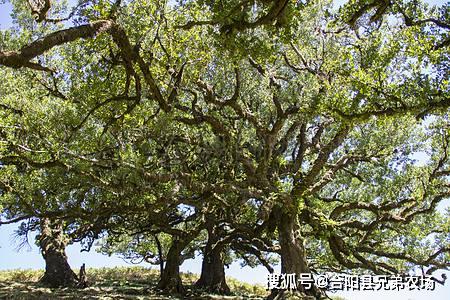 风水屋前种枇杷树是否符合风水布局？