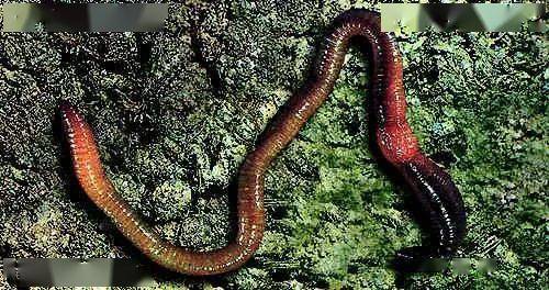4．蚯蚓（Lumbricus terrestris）