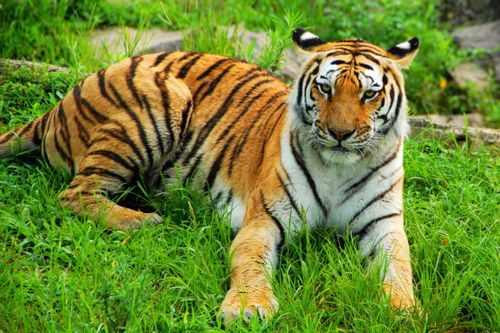 12生肖中老虎的号码具体是多少？