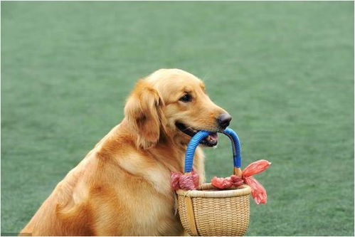 大海水命生肖狗女性适合从事哪种生意？