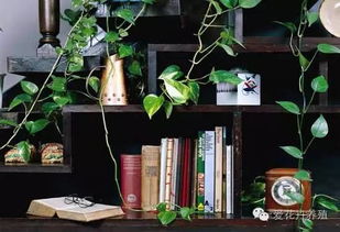 5. 金银花：双重寓意的净化剂