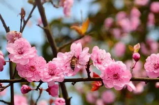 姓名中的桃花，你见过吗？
