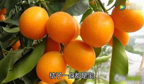 一、 金桔在风水布局中的摆放原则