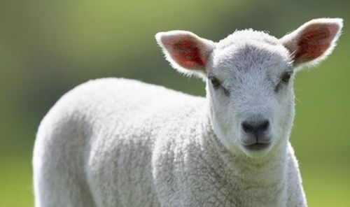 2026年属羊女性结婚的最佳吉日是哪一天？