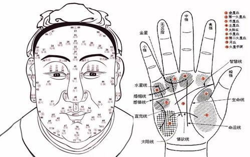 面相特征与性格关联