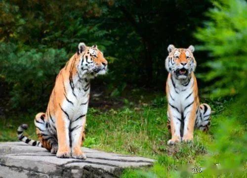 二、 虎蛇相害的基本命理阐释