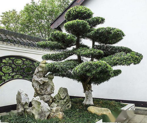 四、  象征高贵、吉祥与家运兴旺的树种剖析