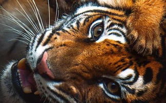 2026年属虎的曾氏宝宝起名，98年虎年出生的男孩叫曾奕成合适吗？