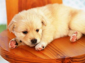 属龙的人是否在风水学上被认为不适合养狗？