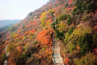北京香山：人山人海也要去