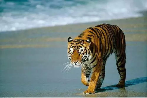 2026年属虎财运方向详解具体是什么？