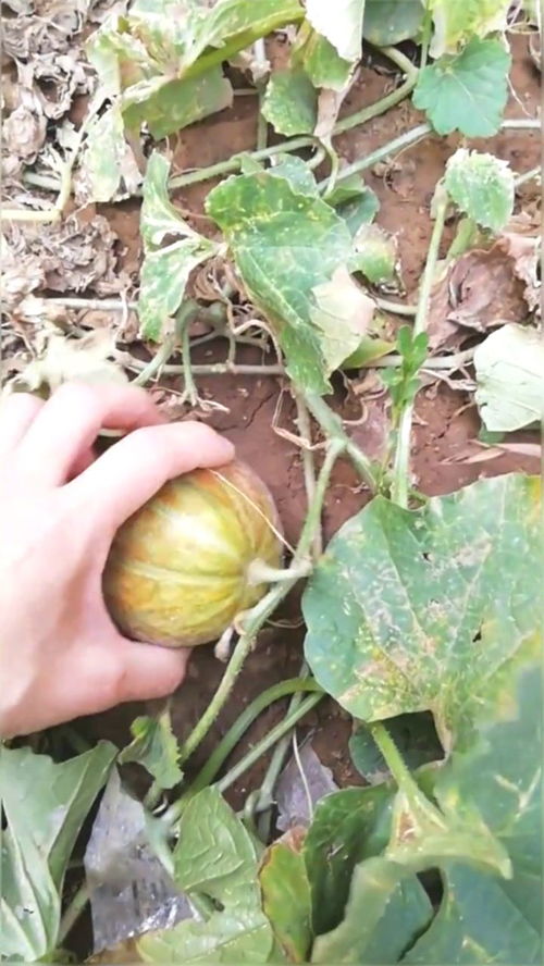 瓜熟蒂落指的是哪个生肖？这个成语的意思是什么？