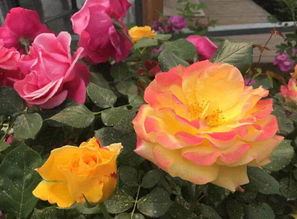 救命！早鸟票居然能这么便宜？？？