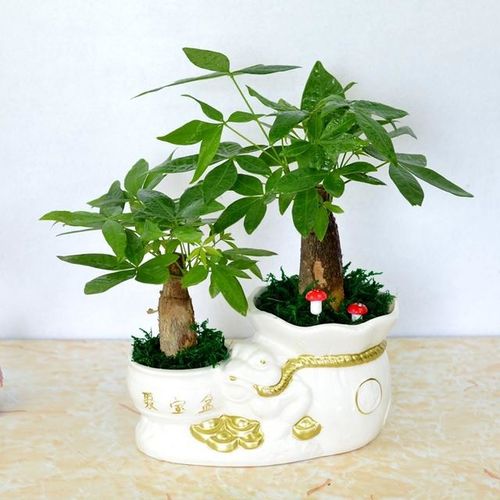 客厅养哪些绿植最旺财旺运，招福添身体健康状况，让财运滚滚来？