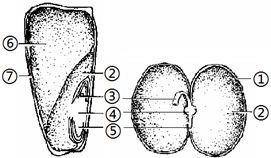 戊戌丑月生，四维戌时出生的人，八字如何调整以趋吉避凶？