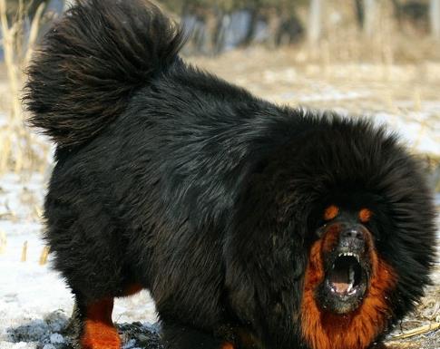 （六）藏獒：守护财富与地位的威猛之选