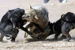 梦见自己与巨蛇激烈搏斗，这究竟预示着什么深层的心理含义呢？