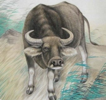 牛牛们的婚姻大冒险