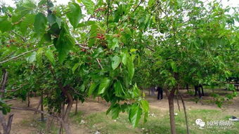 3. 《万年青翠》：生态文明叙事的新维度