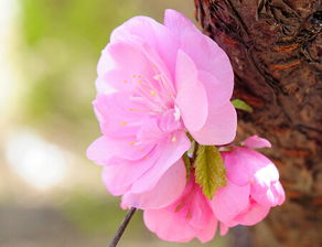 如何通过桃花位旺运穿搭，运用穿衣法则提升桃花运？