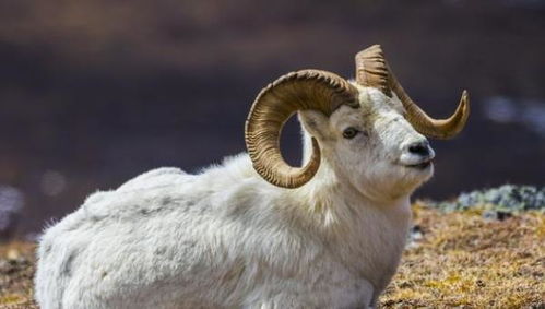 农历3月：商业鬼才就是我！