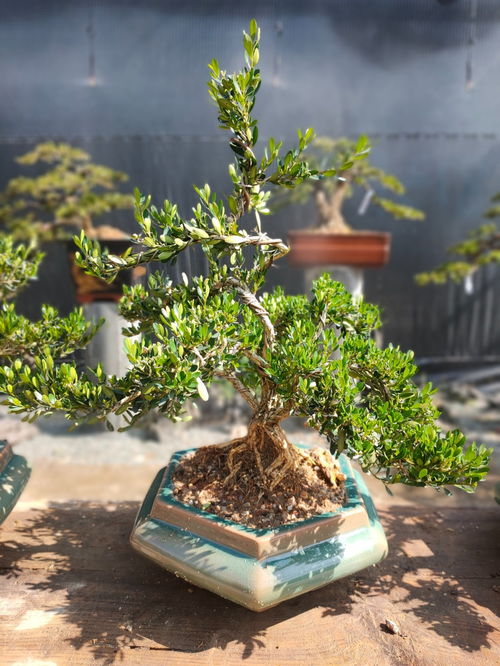 十较大经典镇宅辟邪植物及其背后的文化底蕴内涵