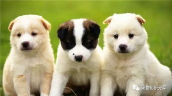 周公解梦：梦到被一只狗咬住不放是什么预兆或含义？