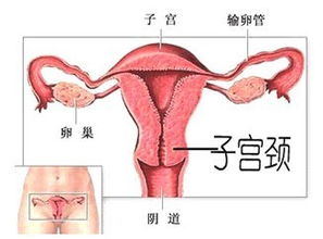 怎样区分不同病因？—— 检查与诊断