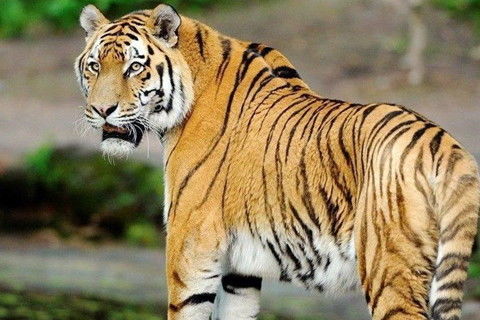 1950年属虎人2026年事业运势如何？