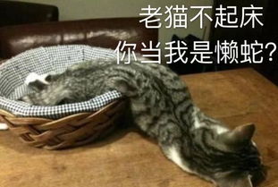 这生肖全身是宝，养大却挨千刀，银瓶破裂水四溅，铁马嘶鸣唤谁归？