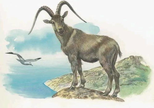 2026年属羊女性运势中，2025年生肖羊转运物品具体指什么？