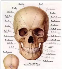头顶正中骨头凸起是哪种头骨结构导致的？