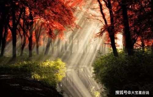 生肖星座与数字能量的结合