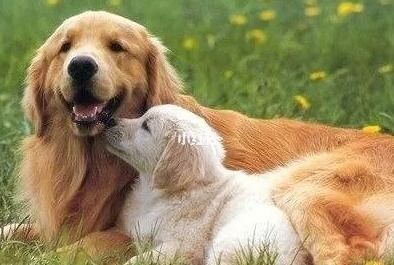 2026年属狗女性全年运势中婚姻方面具体表现如何？