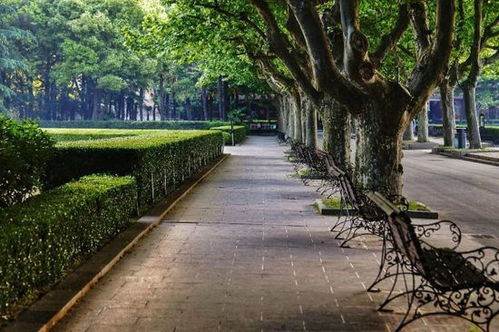 魔都复兴公园生存手册：2026年黄历+天气玄学版