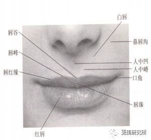 2. 唇形与性格特质