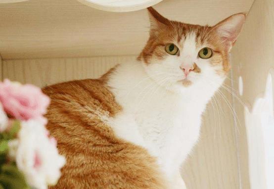 1.1 网名的多样性及其象征意义