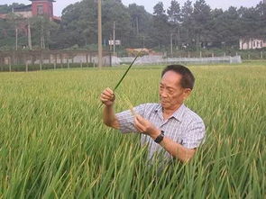 一、 天然生态系统中的未知干扰因素