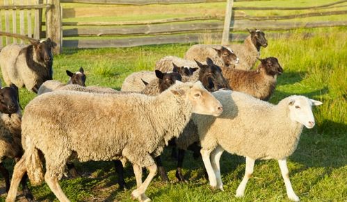 1967年属羊人在2026年的运势及运程具体如何？