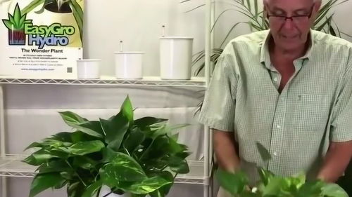 绿萝在风水上有哪些忌讳需要注意呢？