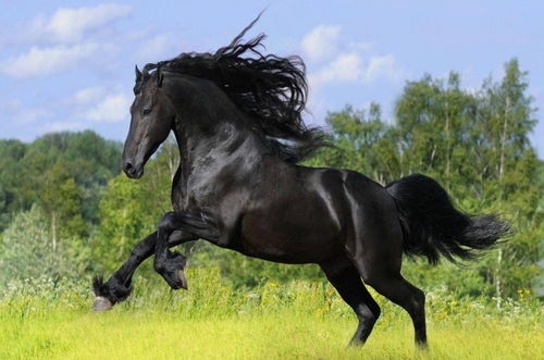 1966年属马金牛座2026年每月运势具体内容是什么？